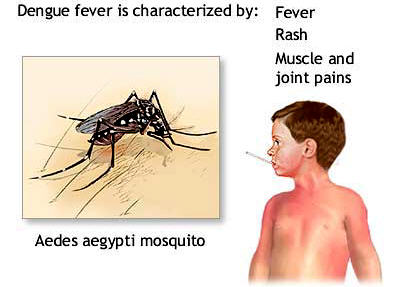 mosquito and the dengue fever
